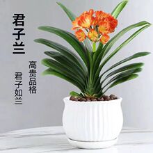 长春一芳精品君子兰鸳鸯覆轮一线天瓷白金丝元宝和尚宽叶彩兰小苗
