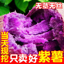 紫薯沙地10斤新鲜紫罗兰无筋蜜薯蔬菜批发价厂家一件代发