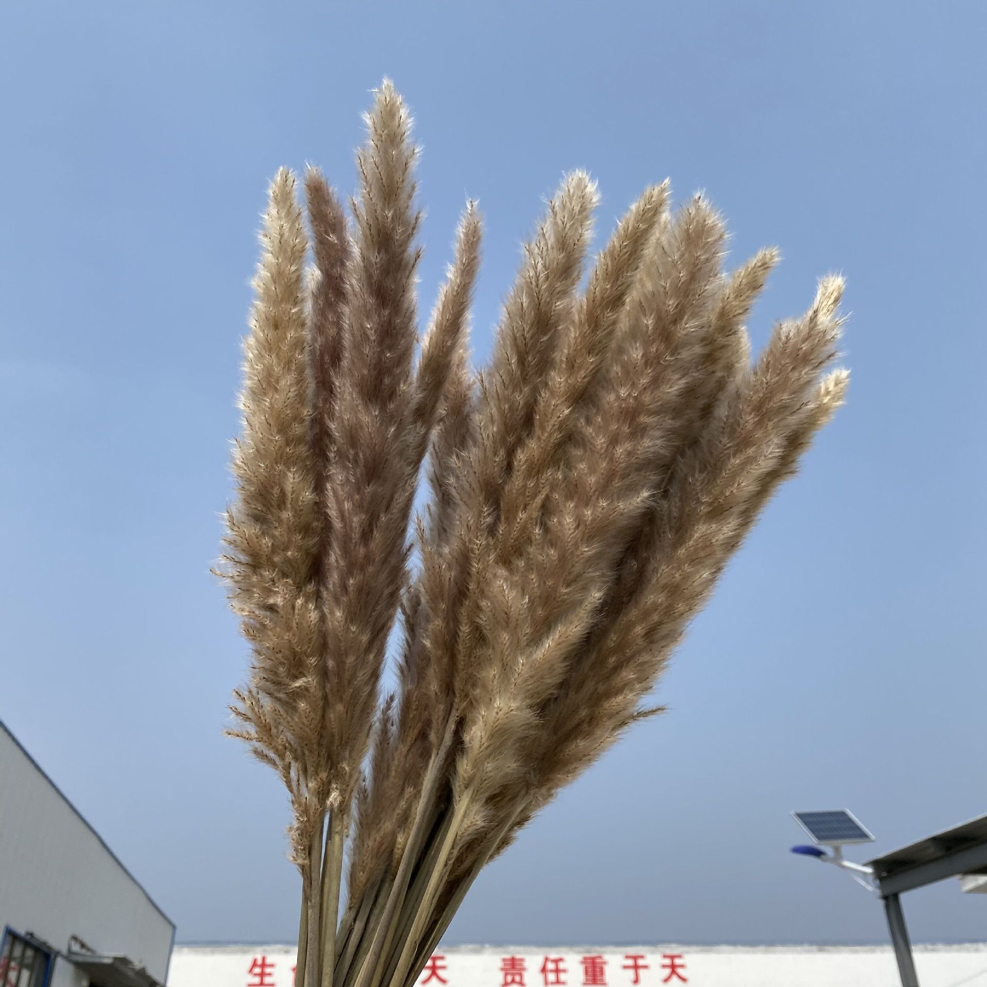 干花小芦苇天然色拂尘拍摄道具亚马逊跨境专供网红芦苇蒲苇大穗