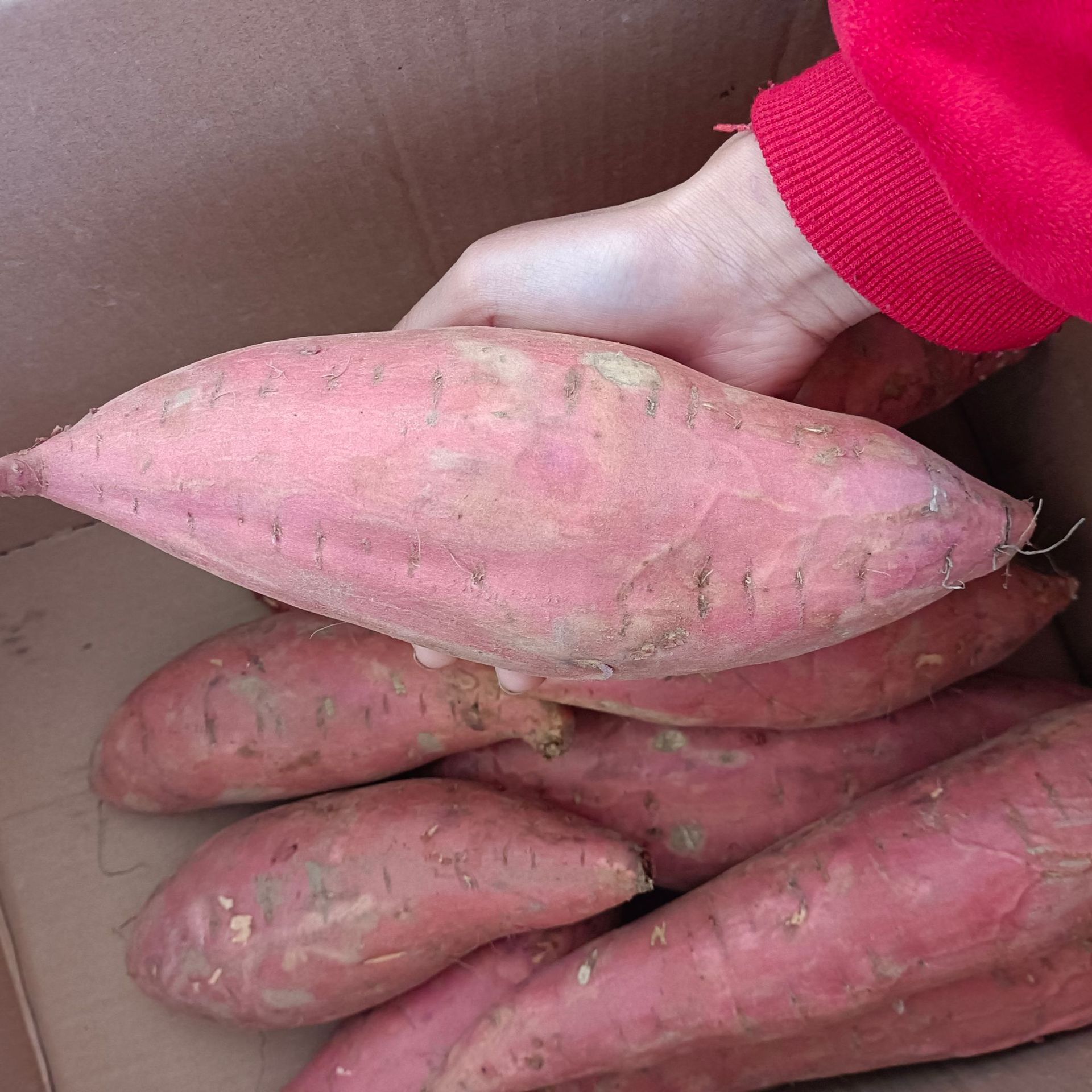 河北糖心蜜薯烟薯25红皮红心软糯香甜直售烤薯店-阿里巴巴