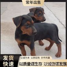 双血统莱州红幼犬活体纯种莱州红幼崽猛犬护卫犬大型犬猎犬工作犬