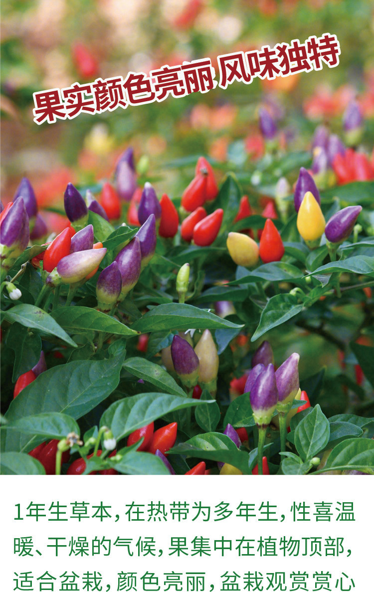 华煜七彩椒种子盆栽颜色亮丽七彩椒辣椒种籽观赏食用彩色辣椒种子