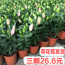 百合花盆栽带花苞室内客厅花卉植物香水百合鲜花阳台浓香型小花苗