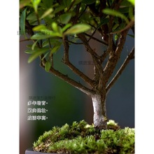 桌面迷你植物小叶赤楠老桩盆景苗水培办公室内好养四季常青盆栽