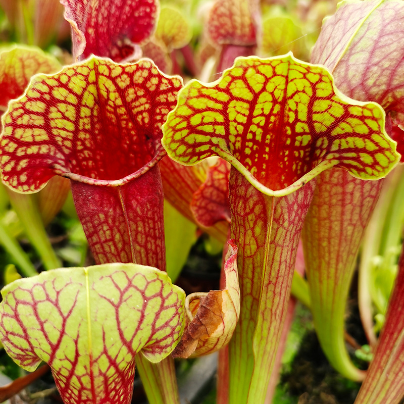 天鹅瓶子草特大号新品种食虫植物菲朗园艺花卉盆栽源头生产基地