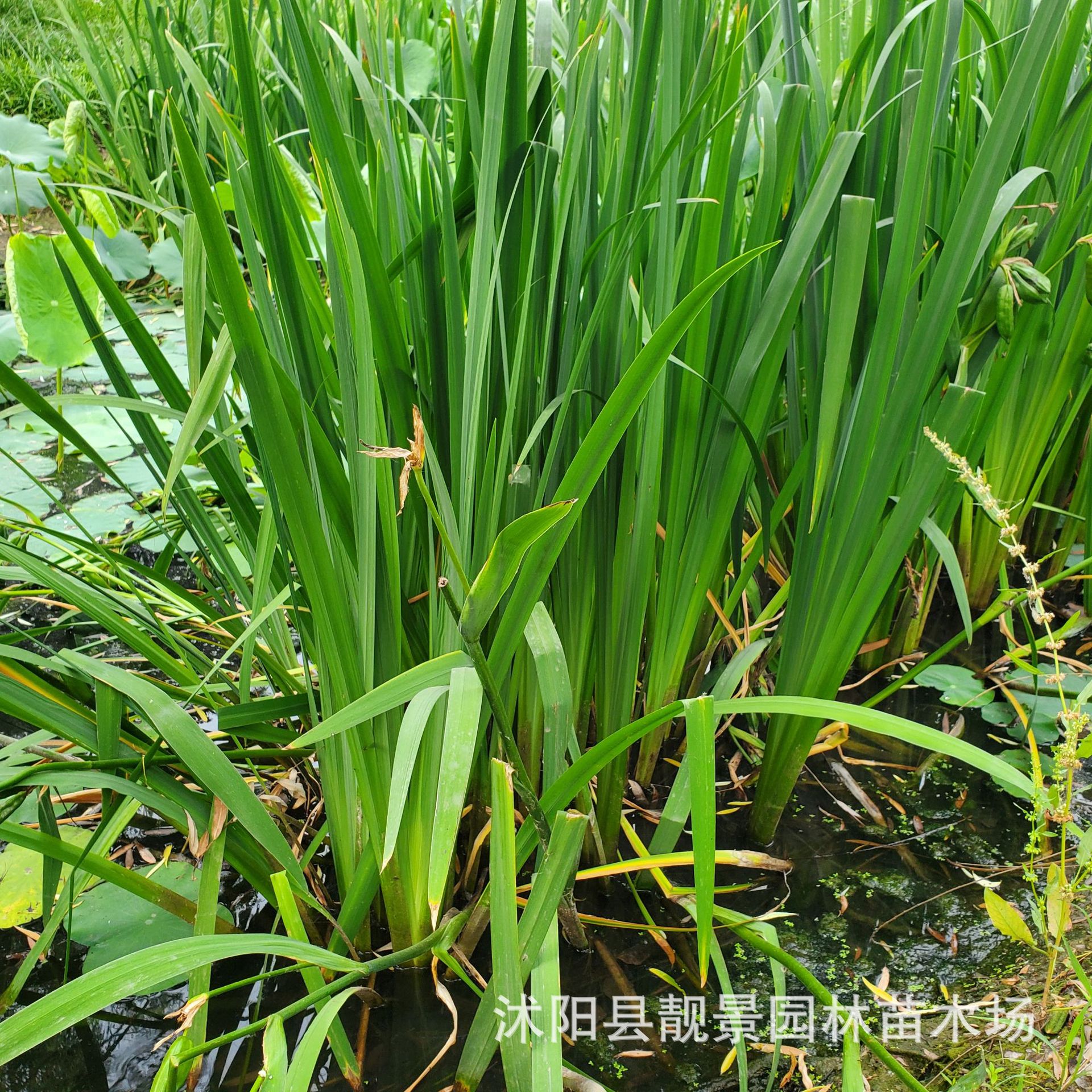 批发黄菖蒲小苗 湿地水生绿化植物 黄花鸢尾苗 基地 产地批发