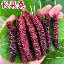 桑葚树苗特大果桑长果桑当年结果可食用庭院盆栽地栽南北方种植