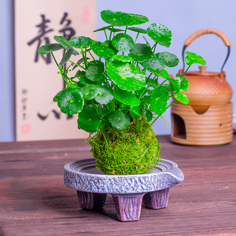 苔藓球小盆栽球铜钱草水室内招财净化空气小办公室茶几桌面绿植