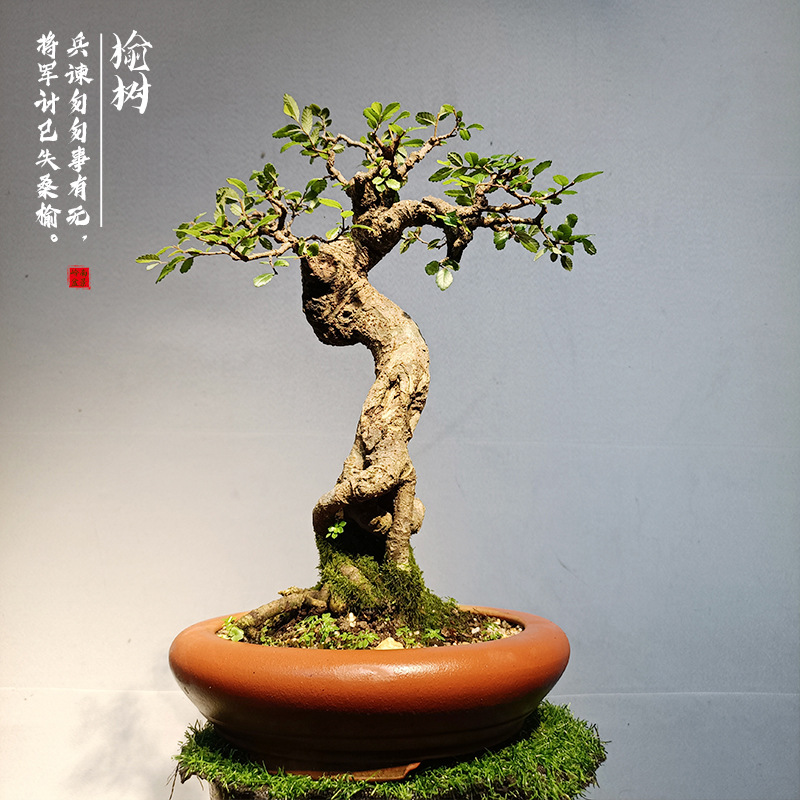 岭南造型苍古小叶榆树盆景树桩榔榆室内办公室庭院绿植阳台盆栽