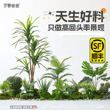 绿植造景热带植物装饰玄关大型假树楼梯底下造景室内景观盆栽