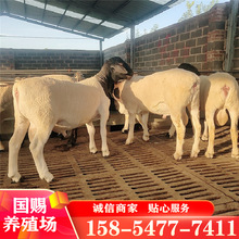 养殖场杜泊绵羊 母羊杜泊绵羊澳洲白羊小羊羔多少钱