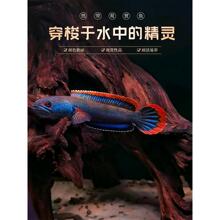 幻彩蓝宝石雷龙鱼小型凶猛观赏鱼热带猛鱼酒红雷龙鱼七星鱼活体