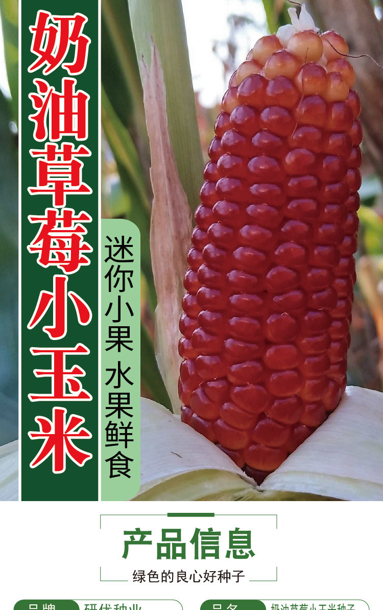 研优奶油草莓菠萝玉米种子高甜小巧可爱椭圆玉米种籽可观赏玉米籽
