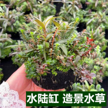 水陆缸造景日式坨草鱼缸水草植物真草阴性淡水鱼草新手懒养乌龟