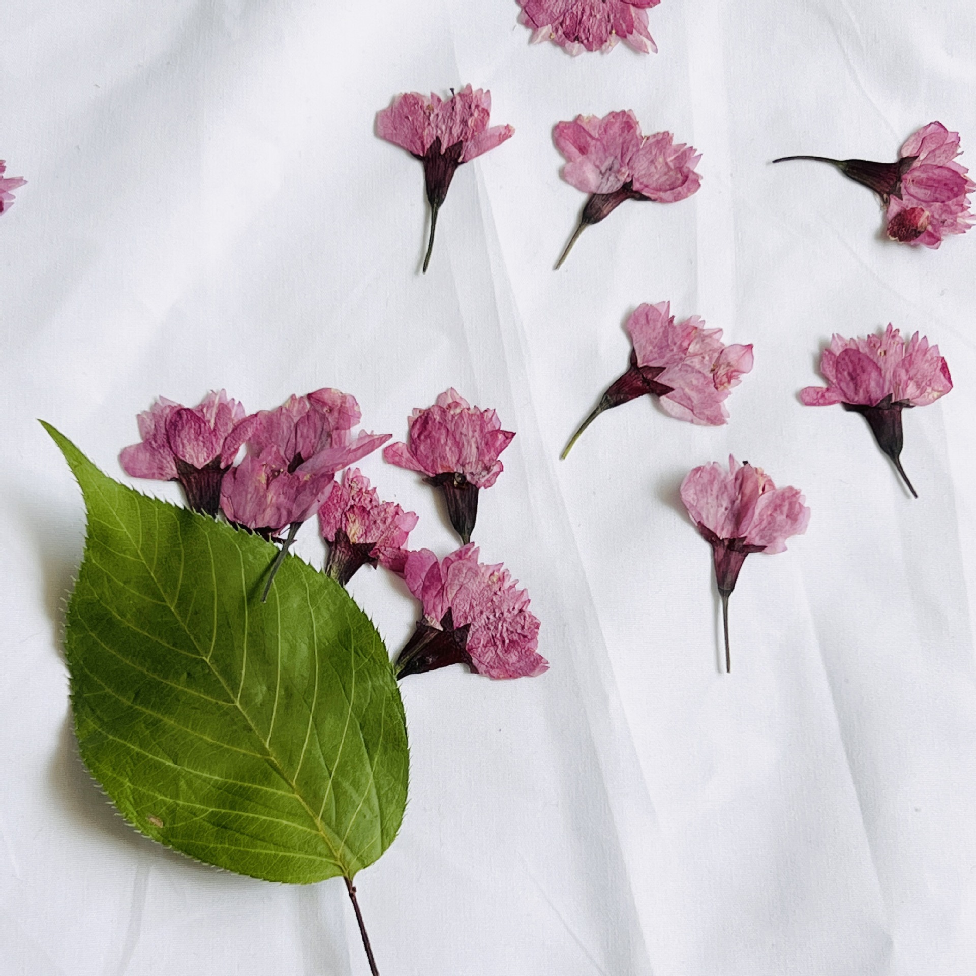 干花押花 侧压樱花自然干花压花真花diy材料包植物标本书签花瓣妆