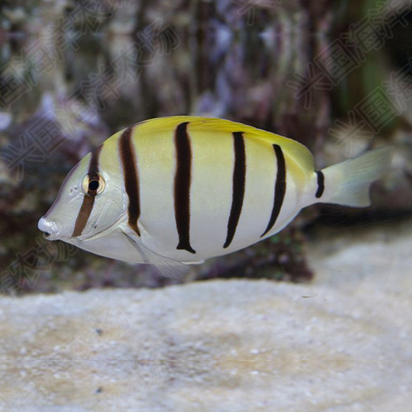 斑马吊 食藻除藻 活体海水鱼观赏鱼吊类黄金吊蓝吊开口快递包活