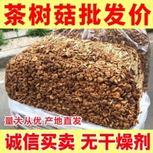 新货500g无干燥剂农家干茶树菇干货不开伞茶树菇茶树菇菌菇