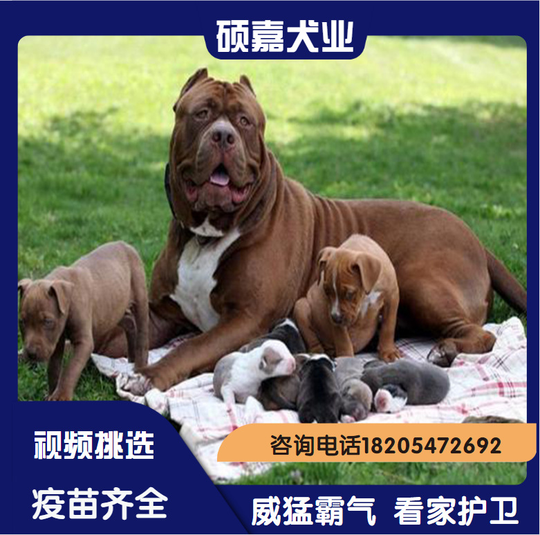 出售 纯种比特犬 幼犬双血统大型斗狗狩猎犬大骨架头版猛犬护卫犬