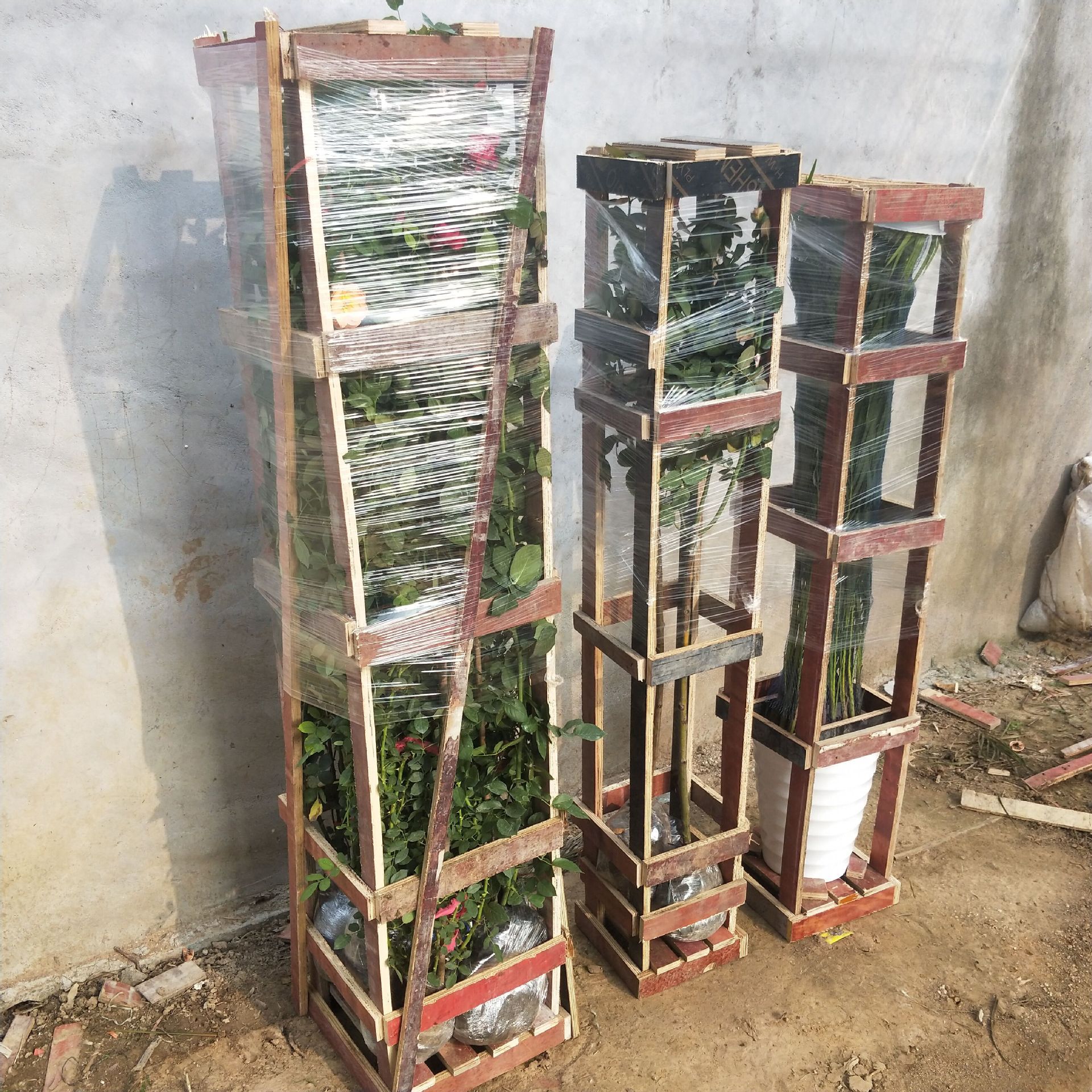 购买爬藤月季亲可放心购买,公司面向全网花友,三颗就可打好木架给客户