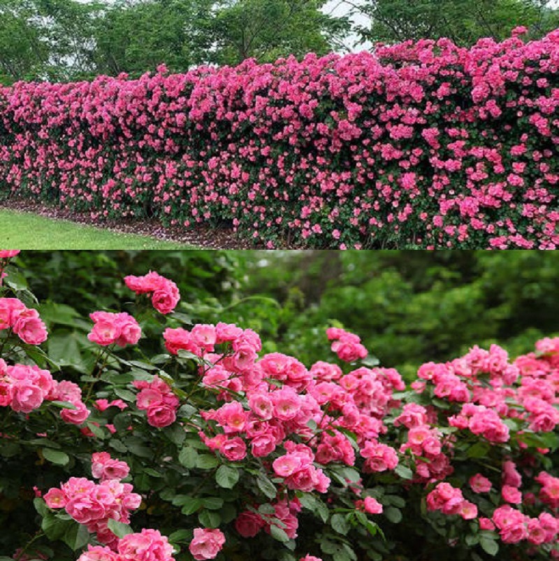 蔷薇花苗藤本月季特大浓香庭院爬藤植物花卉盆栽阳台玫瑰爬墙四季