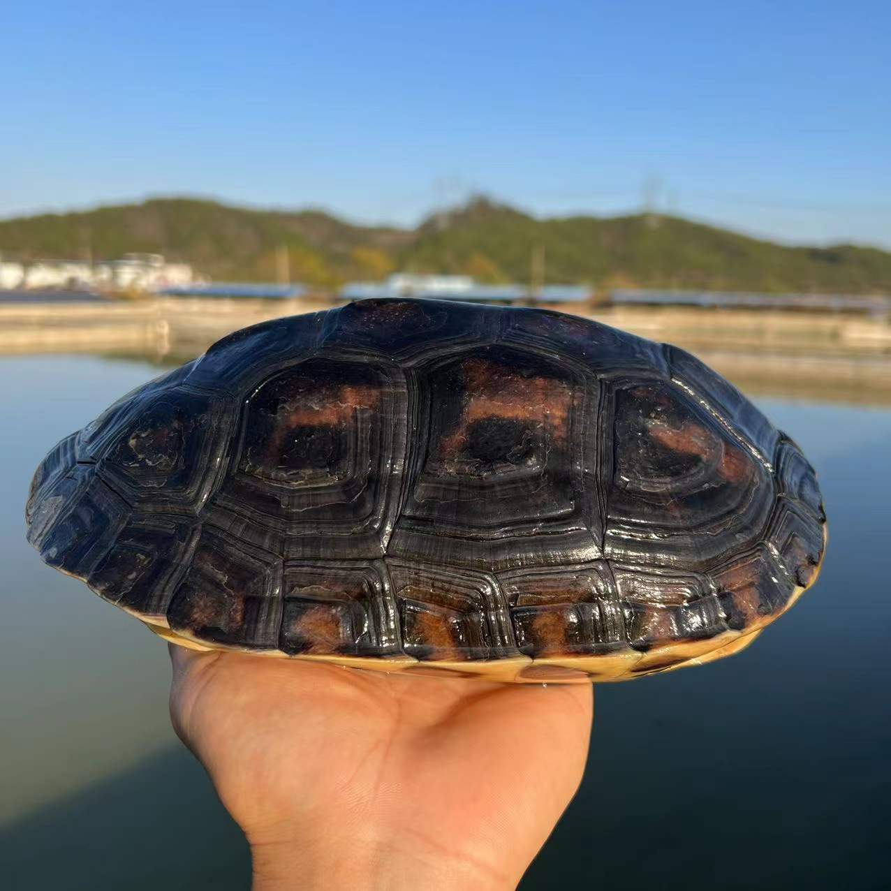 外塘珍珠龟中华花龟台湾六线草龟观赏龟食用龟放生龟镇宅老乌龟