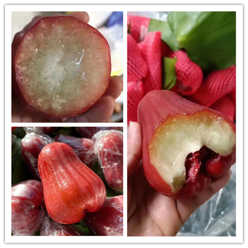 海南莲雾大叶莲雾5斤新鲜现摘当季雾莲果孕妇水果带箱热带特产