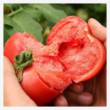 粉果大番茄种子春夏播种耐热抗病四季高产大西红柿种孑籽阳台盆栽