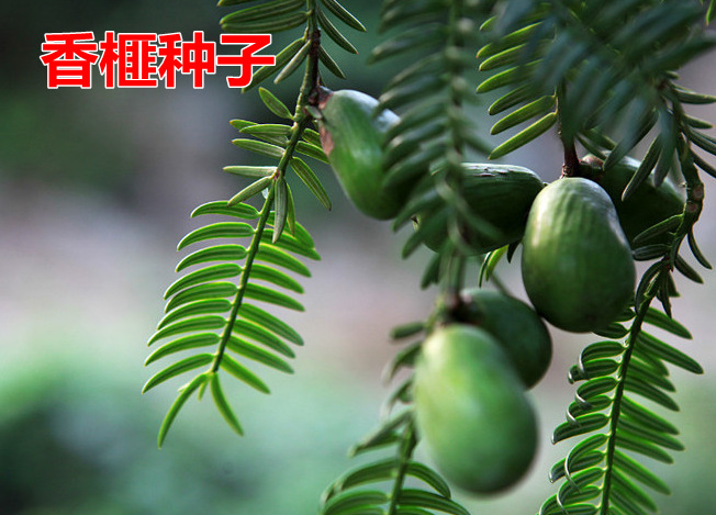 8成交0件林木种子 香榧种子榧子种子三代果香榧树种子 中药材种子