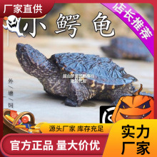 男龟蜜原种大鳄龟苗钓鱼真鳄龟宠物观赏龟大小佛杂变异大鳄龟z.