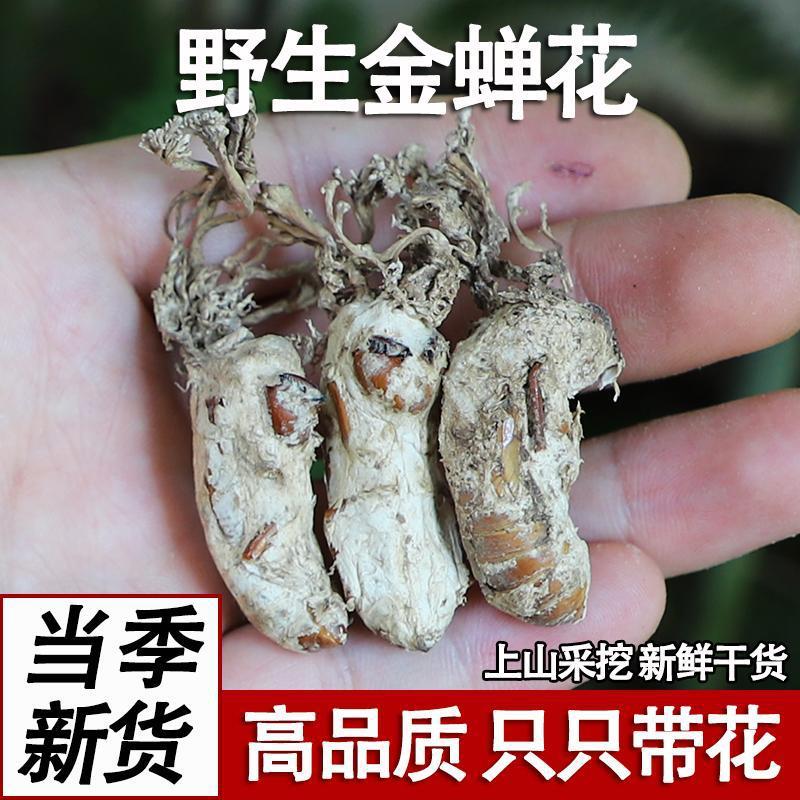 甄选 今年新货野生金蝉花高海拔婵花虫草孢子粉竹林新鲜知了花正