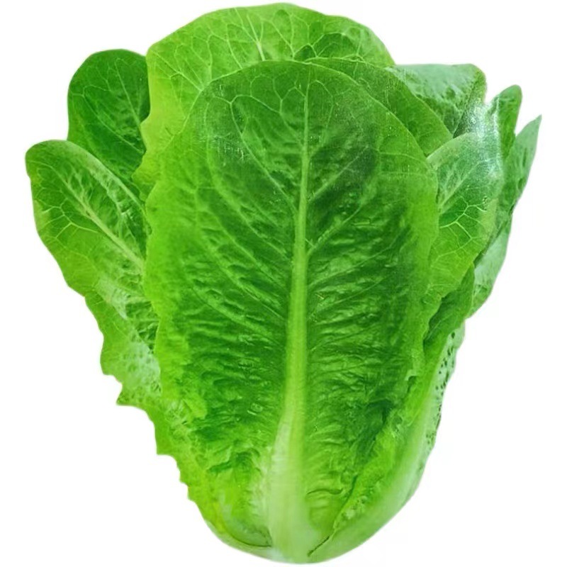 孔雀菜种子罗马直立生菜包心生菜种子籽四季种植高钙营养蔬菜种子