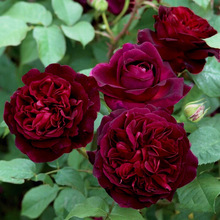 一件代发曼斯特黑伍德大花浓香暗红色月季花苗盆栽阳台玫瑰内外观