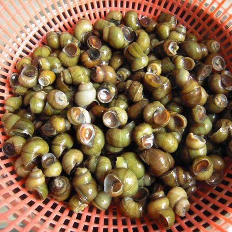 淡水田螺现货鲜活包活精选吐沙去尾无泥螺螺蛳肉包活批发活体包邮