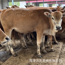 西门塔尔牛 肉牛苗 小牛犊子活体 鲁西黄牛幼仔 改良杂交种牛