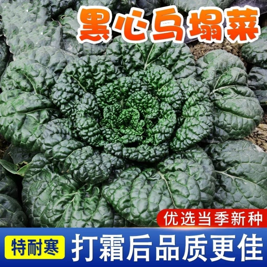 黑心乌菜种籽秋季黑心菜种子正宗耐寒淮南黑心乌塌菜徽乌蔬菜种Z