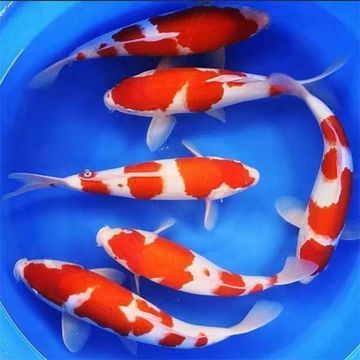 锦鲤观赏鱼精品日本纯种鸿运当头冷水丹顶鱼苗进口昭和白写招财