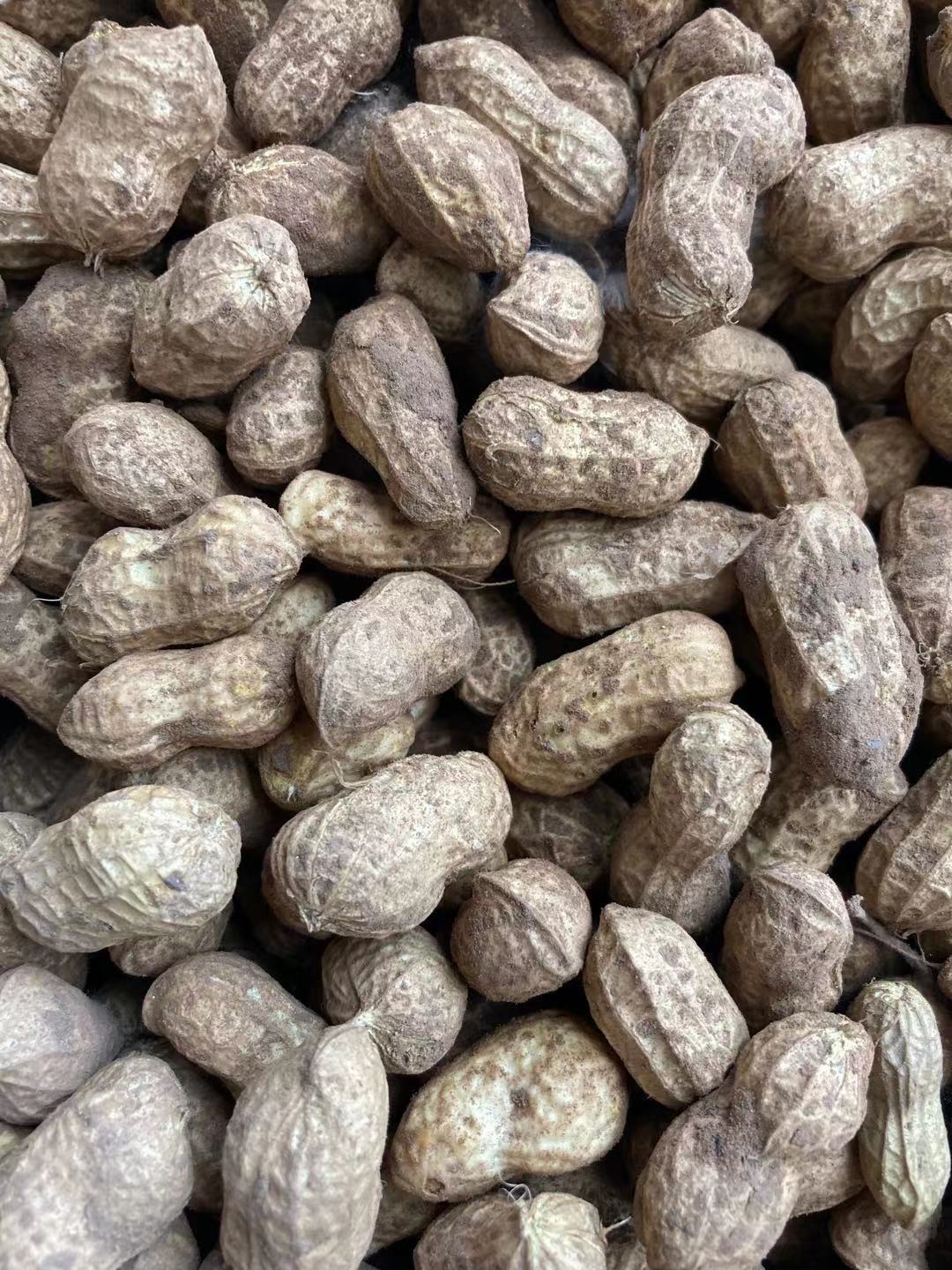 新鲜花生带泥花生野菜土货农家特产