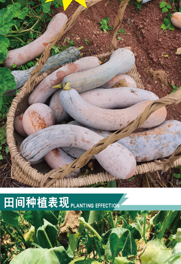 常丰黄狼南瓜种子中早熟菜园农田可播南瓜种籽厂家批发甜糯南瓜子