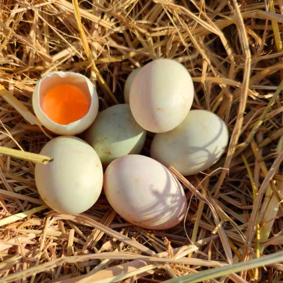 【河南麻鸭】-河南麻鸭厂家,品牌,图片,热帖-阿里巴巴