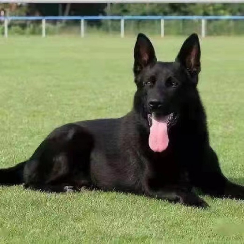 纯种双血统东德牧羊犬幼犬活体幼崽狼灰色纯黑色太极色工作犬狼狗