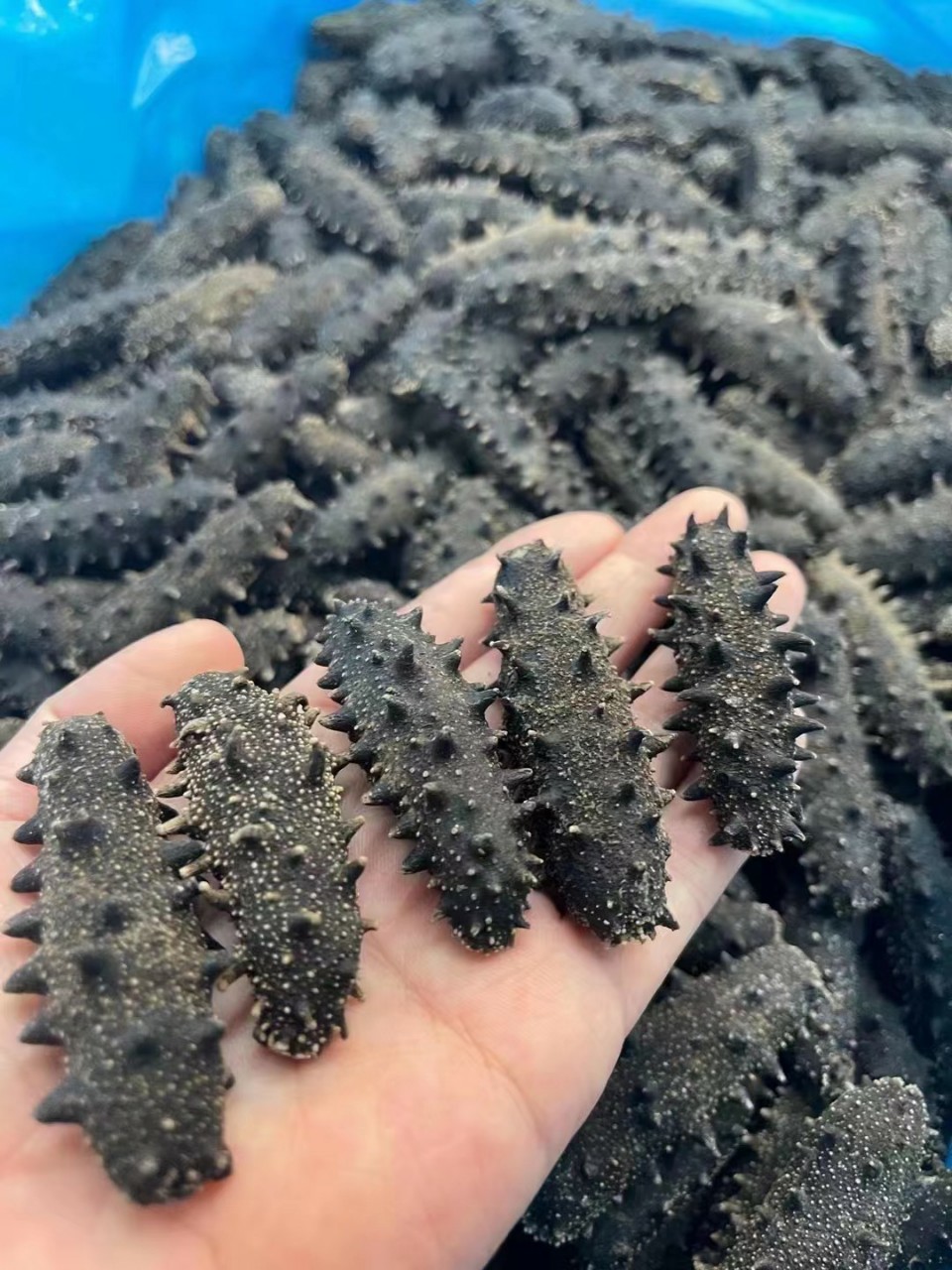 即食海参小海参