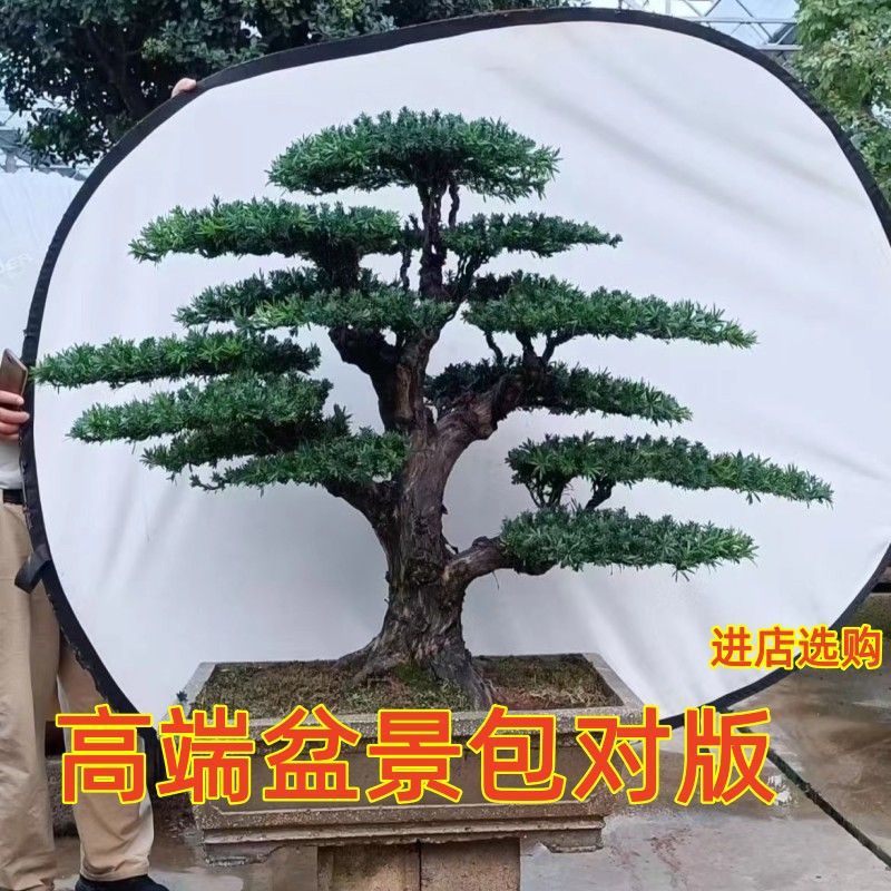 罗汉松盆景树桩雀舌罗汉松盆栽黄杨迎客松黑松盆景老桩室内外好养