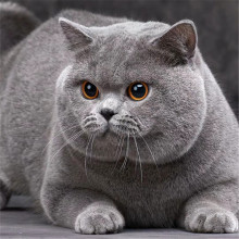英短蓝猫幼猫银渐层猫咪活物纯种血统猫舍美短大猫活体英国短毛猫