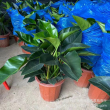 绿公主大叶金钻盆栽绿植室内新房吸甲醛花卉净化空气好养四季植物