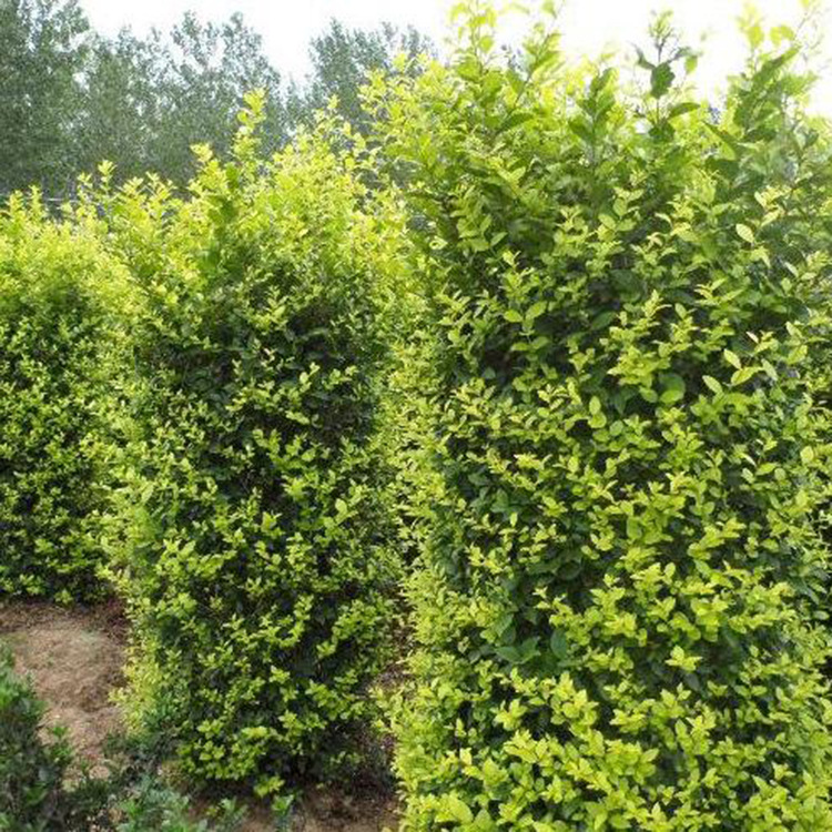 基地供应金禾女贞柱 行道绿篱高速绿化工程苗金禾女贞柱 规格齐全