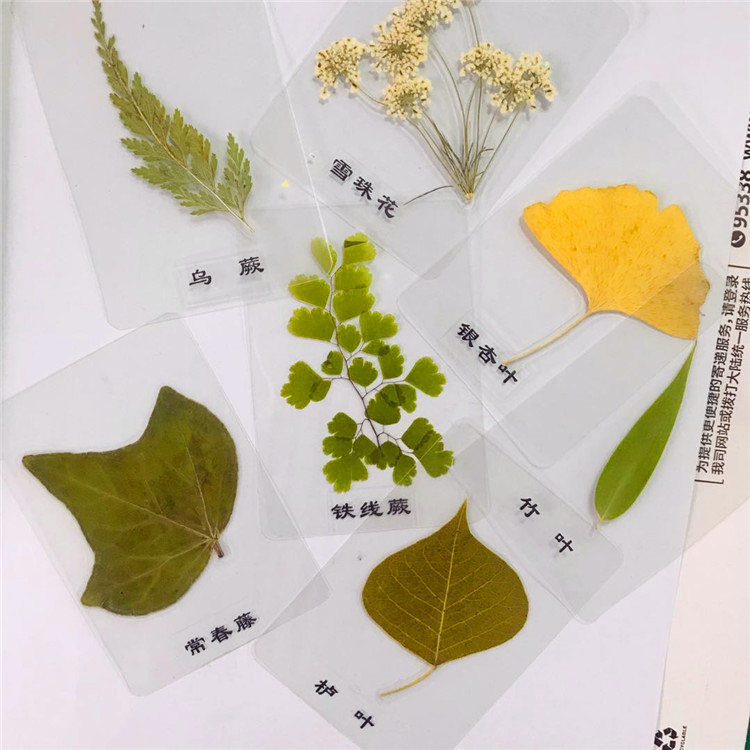 9成交8件相似四叶草压花干花批发植物标本教学相框书签手工儿童押花