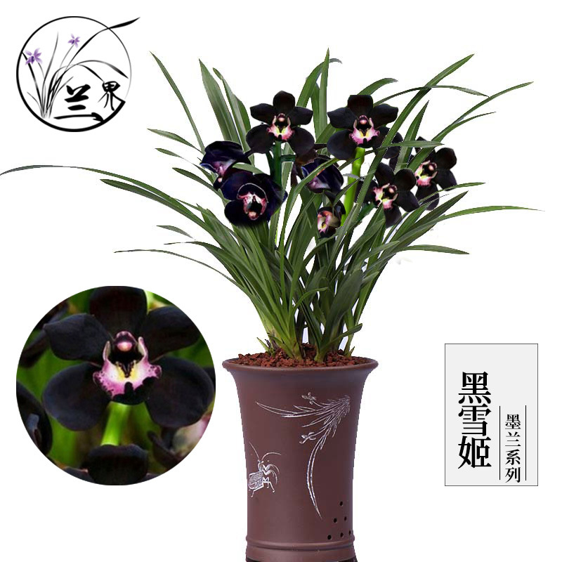 兰花 黑雪姬 矮种墨兰报岁兰好养易活室内办公花卉绿植盆栽