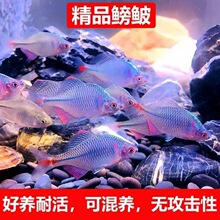 鳑鲏鱼七彩高体旁皮冷水观赏鱼淡水小型耐活原生家养好养混养代发