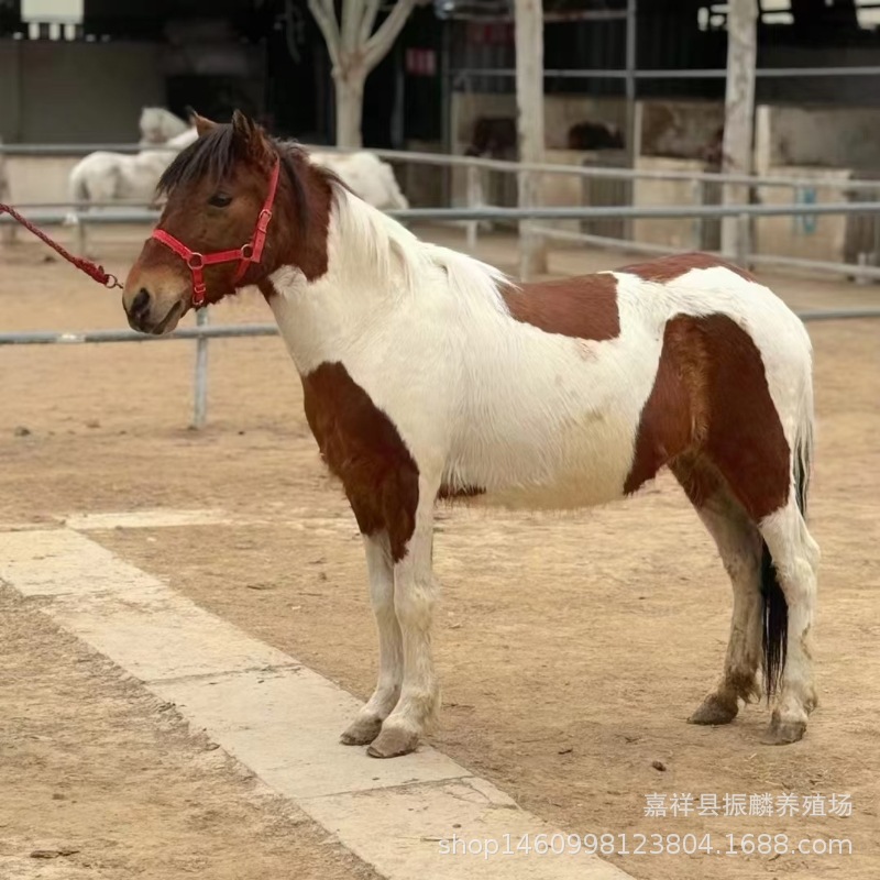 养马场出售骑乘宠物小矮马 国产德保矮马活体骑乘大马价格 矮脚马