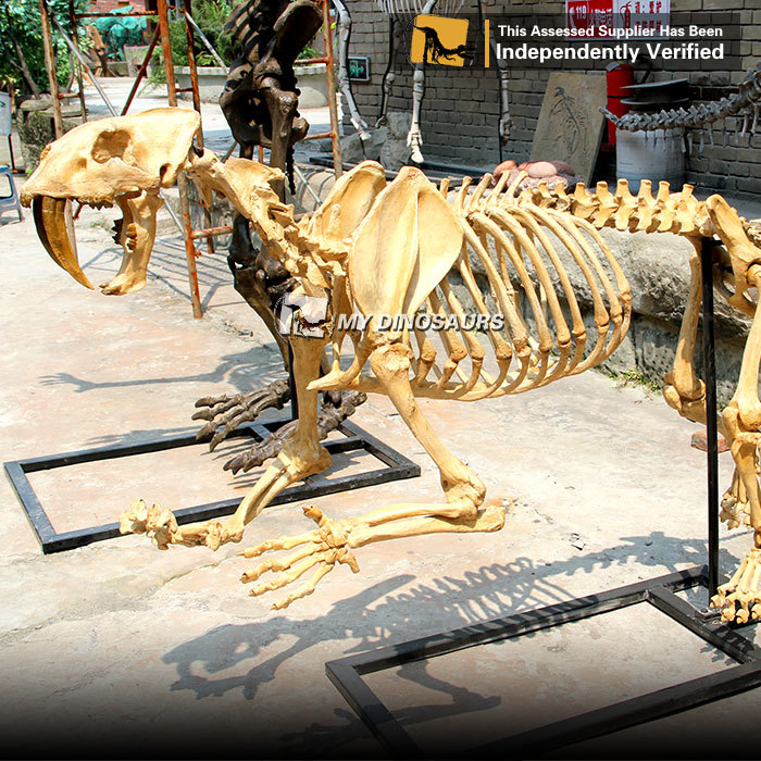 拼装剑齿虎骨架仿真动物化石模型 手工摆件博物馆室内装饰